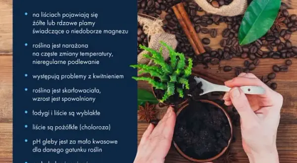 Fusy z kawy jako nawóz - skuteczne metody i najlepsze praktyki w ogrodzie