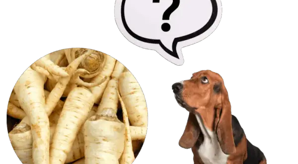 Czy pies może jeść korzeń pietruszki? Bezpieczeństwo i korzyści zdrowotne