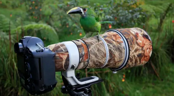 Jaki obiektyw do fotografii zwierząt wybrać: najlepsze modele i porady