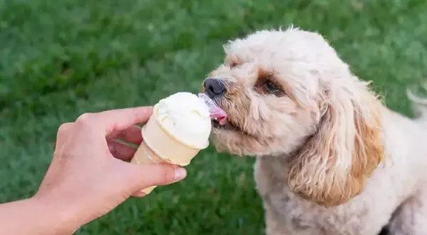 Czy pies może jeść lody? Bezpieczne lody dla psów i zdrowe alternatywy