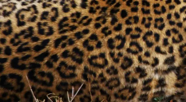 Zoo Gdańsk - dowiedz się, czy możesz wejść z psem i uniknąć rozczarowania