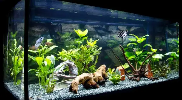 Jakie ryby do akwarium 60l? 10 idealnych gatunków dla Ciebie