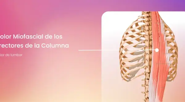 Músculos erector de la columna: su importancia para la salud lumbar
