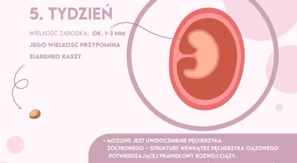 Czy w 5 tygodniu lekarz potwierdzi ciążę? Sprawdź, co warto wiedzieć