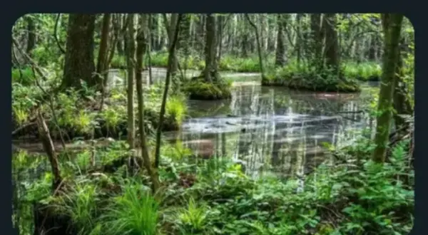 Magia lasu wiersz - analiza, która odsłania ukryte piękno natury