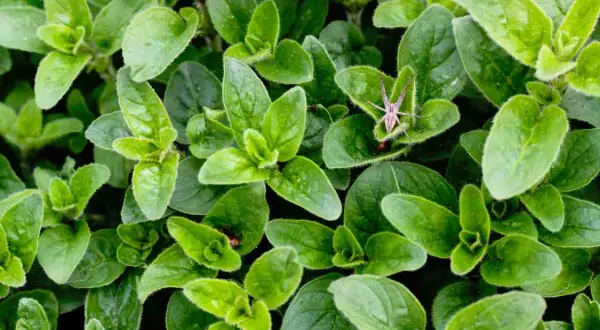 Oregano kiedy zbierać – poznaj najlepszy czas na zbiór aromatycznych liści