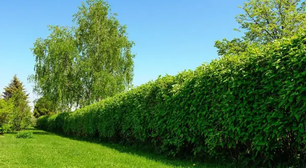 Los mejores arbustos de crecimiento rápido para transformar tu jardín