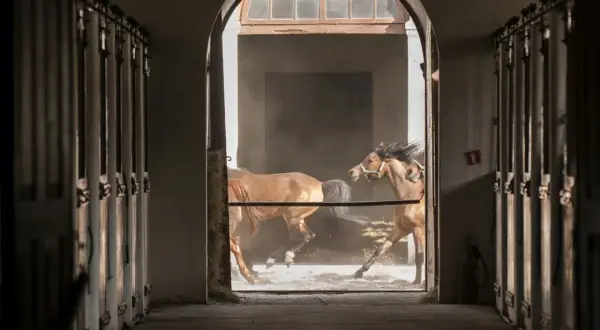 W stadninie koni caballo dwa kare konie galopują przez zakurzone wnętrze, ich grzywy rozwiewają się na wietrze.