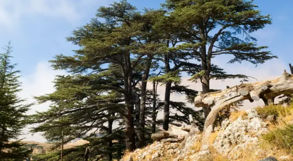 Majestuosos árboles de cedro se alzan en una ladera rocosa bajo un cielo azul.