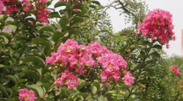 Krzew lagerstroemia w pełnym rozkwicie, z bujnymi, różowymi kwiatami i zielonymi liśćmi.