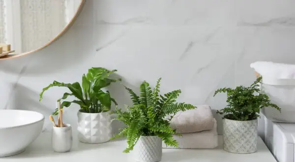 Tres plantas para el baño, un helecho frondoso y dos plantas de hojas verdes, aportan frescura a la encimera junto a un lavabo y toallas apiladas.