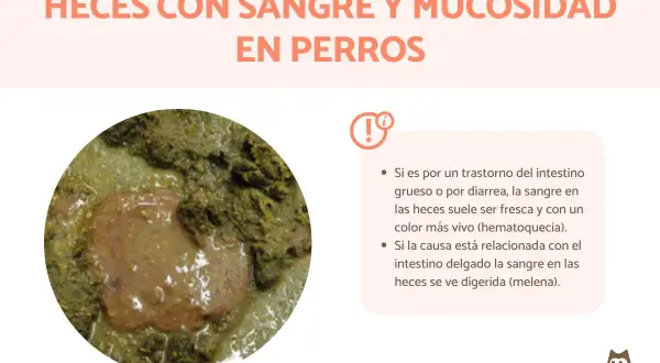 Heces de perro con sangre y moco, posible síntoma de parvovirus.