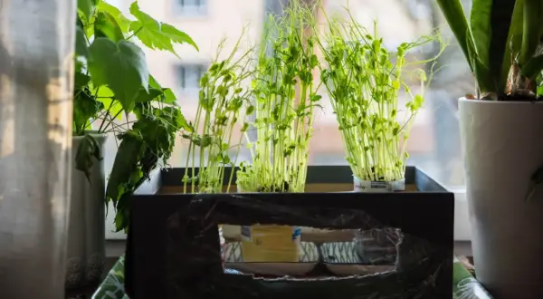 Små plantor av sockerärtor växer i krukor på en fönsterbräda.