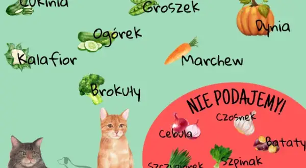 Czy kot może jeść ogórka? Bezpieczne podawanie i fakty