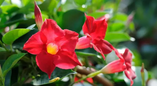Fleurs rouges éclatantes de dipladenia en pleine floraison, avec des feuilles vertes luxuriantes en arrière-plan.