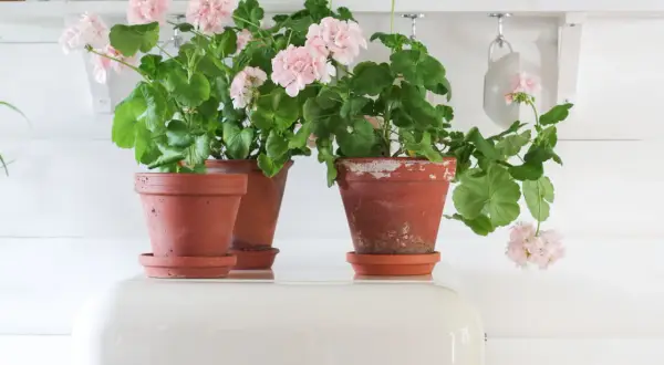 Vackra rosa pelargoner i terrakottakrukor. Här finns bilder och namn på pelargoner som ger sommarkänsla.