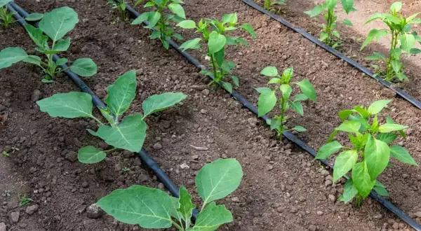 Giovani piantine di melanzane e peperoni crescono rigogliose grazie all'efficiente impianto di irrigazione a goccia che le nutre.