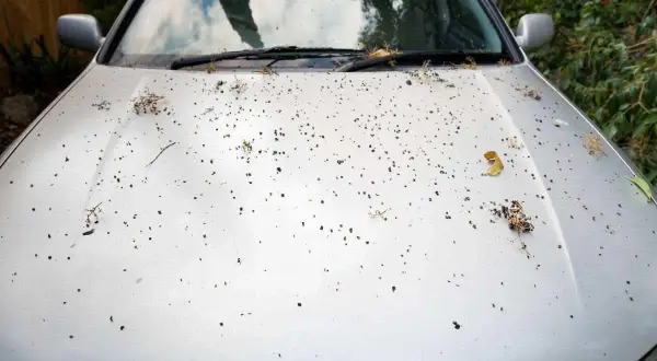 Cappuccio auto argentato coperto da puntini scuri e residui vegetali, forse resina di pini caduta durante la notte.