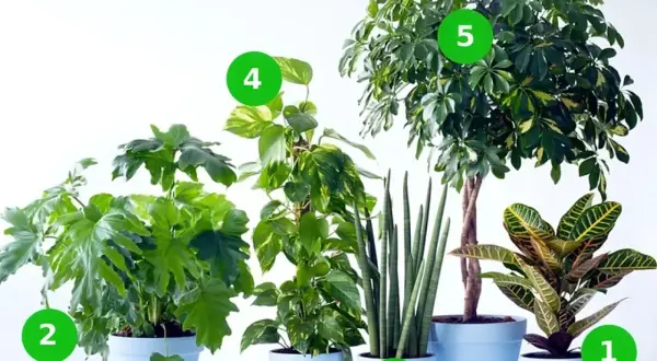 Pięć roślin doniczkowych: krotonek, filodendron, sansewieria, epipremnum, schefflera. Poznaj kwiaty doniczkowe nazwy.