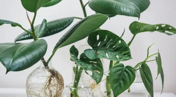 Flera gröna växtsticklingar med rötter i glasvaser. En ficus och en monstera växer till sig, redo att ta sticklingar.