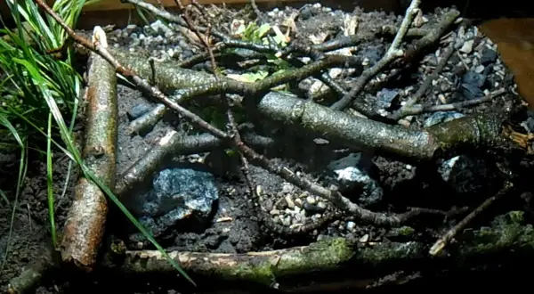 Jak zrobić terrarium dla ślimaka? Kompletny przewodnik DIY
