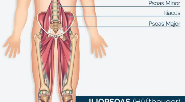 Der Iliopsoas-Muskel, auch Hüftbeuger genannt, mit dem prominenten psoas major, ist im menschlichen Becken und Oberschenkel dargestellt.