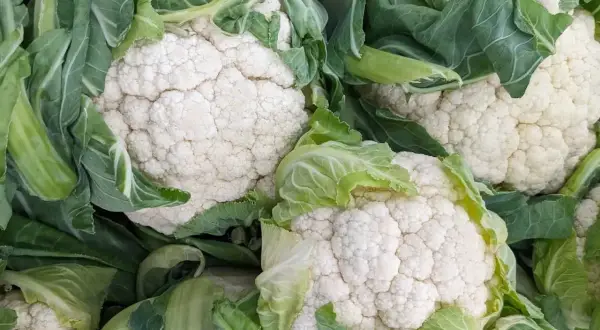 Frische Blumenkohlköpfe mit grünen Blättern. Blumenkohl ist gesund und vielseitig.