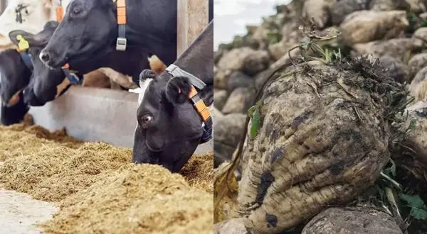 Krowy mleczne jedzą wysłodki buraczane mokre. Obok stos świeżych buraków, z których powstaje pasza.