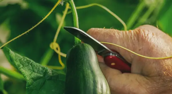 Nah, wann gurken ernten? Eine Hand mit Messer schneidet eine reife Gurke vom grünen Stiel.