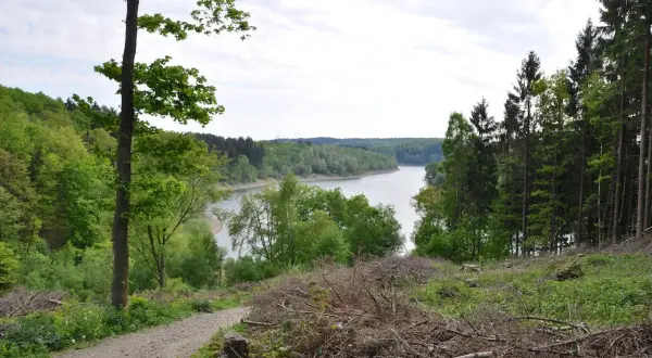 Ein Weg führt am Ufer der Wuppertalsperre entlang, umgeben von üppigem Grün und Bäumen.