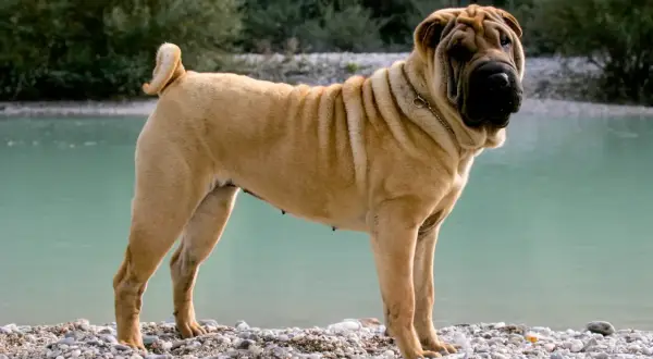 Piękny, pomarszczony shar pei długowłosy stoi na kamienistej plaży nad turkusową wodą.