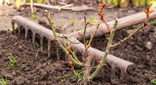 Ein junger Rosenstrauch mit neuen Trieben steht bereit zum **Rosen umpflanzen**. Eine alte Harke liegt im frisch aufgelockerten Boden daneben.