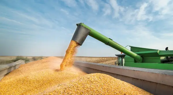 Récolte de maïs en été : une moissonneuse déverse des grains dorés dans une remorque sous un ciel bleu.