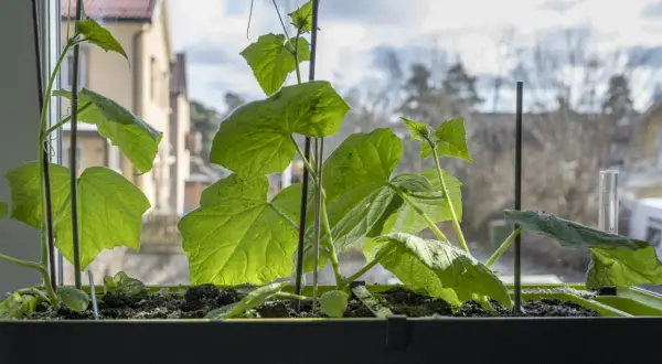 Små gurkplantor växer i en fönsterlåda. Man undrar hur många gurkor per planta det kan bli i sommar.