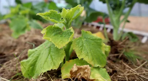 En ung gurkplanta med ljusgröna blad, redo att plantera ut.