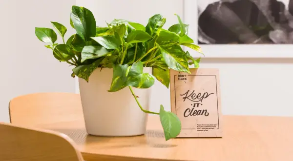 Zielony kwiat epipremnum w białej doniczce stoi obok tabliczki "Keep it Clean" na drewnianym stole.