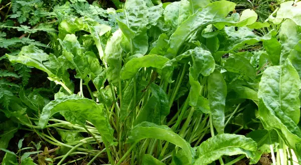 Ein dichter Busch grüner Sauerampfer Pflanzen wächst im Garten. Die Blätter sind frisch und leicht gewellt.
