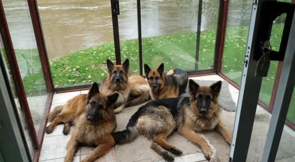Cztery owczarki niemieckie długowłose leżą w przeszklonym pomieszczeniu z widokiem na rzekę.