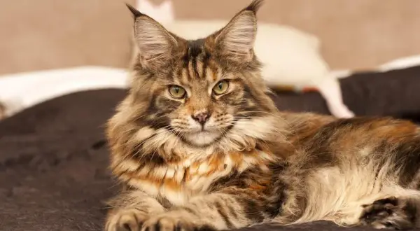 Majestatyczny maine coon o rudym umaszczeniu, z puszystą kryzą i charakterystycznymi pędzelkami na uszach, emanuje spokojem. Jego spojrzenie zdradza łagodny maine coon charakter.