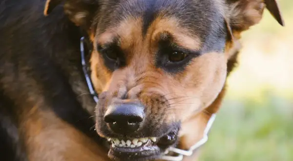 Ein wütender Hund knurrt mich an, seine Zähne sind gefletscht.
