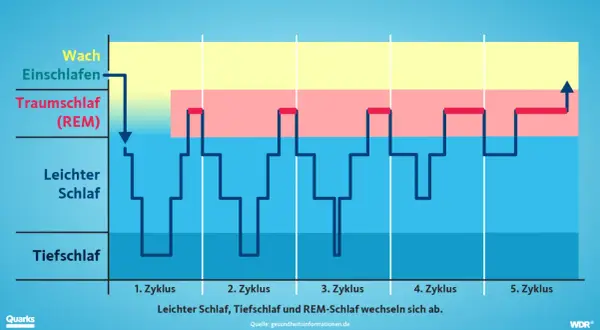 Grafik zeigt, welche Schlafphasen es gibt: Wach, Leichtschlaf, Tiefschlaf und Traumschlaf (REM). Diese wechseln sich zyklisch ab.