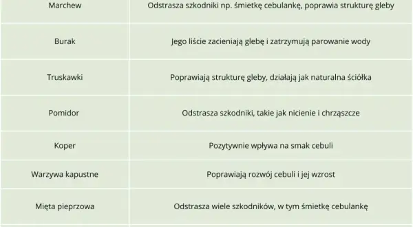 Tabela podpowiada, co sadzić obok cebuli: marchew, burak, truskawki, pomidor, koper, warzywa kapustne, mięta, nagietek.
