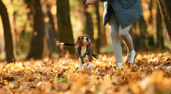 Jesienny spacer. Beagle wpatrzony w rękę opiekuna, zastanawia się, dlaczego pies chodzi za mną krok w krok.