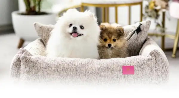 Kiedy pomeranian zmienia sierść? Odkryj kluczowe etapy linienia