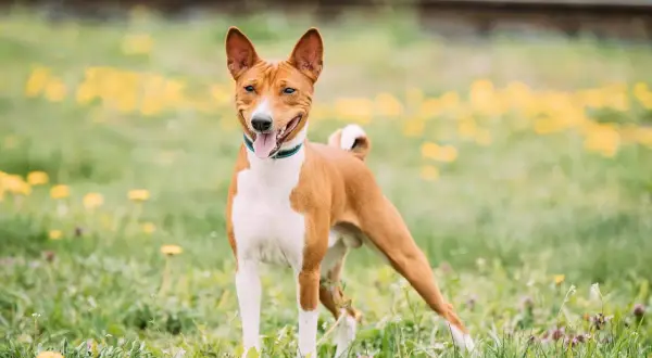Rudy basenji z białymi znaczeniami, z językiem na wierzchu, stoi na łące pełnej żółtych kwiatów. Jego charakterystyczny, radosny wyraz pyska oddaje jego żywiołowy basenji charakter.
