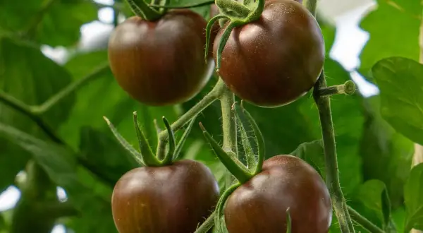 Mörka, chokladbruna körsbärstomater hänger mogna på en gren bland gröna blad.