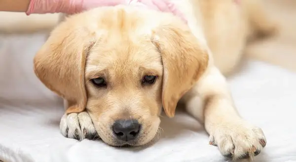 Smutny szczeniak labradora leży na białym podkładzie, z ręką w różowej rękawiczce delikatnie głaszczącą jego głowę. Pies wygląda na chorego, być może cierpi na krwawą biegunkę u psa.