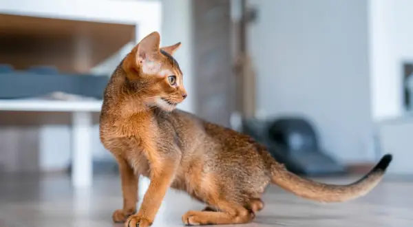 An Abyssinian cat, possibly experiencing feline hyperesthesia syndrome, crouches on a wooden floor, its gaze fixed on something unseen.
