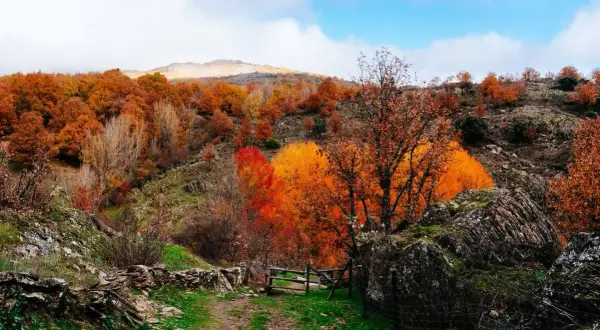 Un camino de tierra atraviesa un hayedo en Madrid, con árboles de hojas naranjas y rojas bajo un cielo azul.