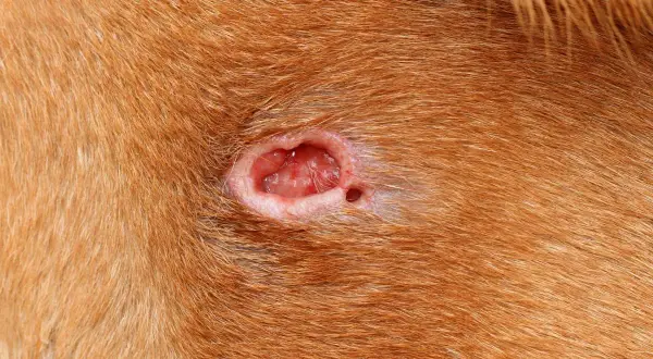 Primer plano de una herida abierta en la piel de un perro, mostrando tejido rojo y húmedo. Un ejemplo de los tipos de heridas en perros.